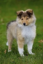 Shetland Sheepdog (Canis lupus familiaris), collie pup in garden