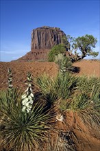 Soapwort yucca, soapweed yucca (Yucca glauca) (Yucca angustifolia) in Monument Valley Navajo Tribal