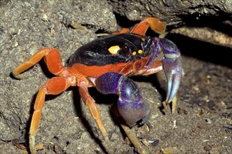 Halloween crab, Halloweenkrabbe, Land crab, Other animals, Crabs, Crustaceans, Animals, Red land