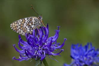 Dew-covered knapweed fritillary (Melitaea phoebe) on Round-leaved round-headed rampion (Phyteuma