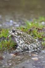 European european green toad (Bufo viridis) (Pseudepidalea virdis), Austria, Europe