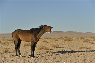 neighing desert horse, Namibian wild horse or Namib Desert horse (Equus ferus) near waterhole