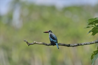 Woodland Kingfisher (Halcyon senegalensis), Lobéké National Park, East Region, Cameroon, Africa