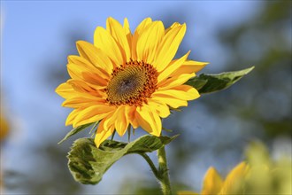 Sunflower, blossom, in a field near Bühl, district of Rastatt, Black Forest, Baden-Württemberg,