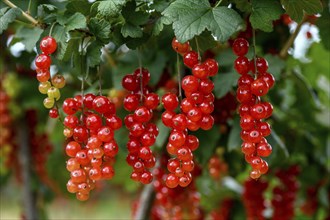 Currants on a bush, near Mösbach, Black Forest, Ortenau district, Baden-Württemberg, Germany,