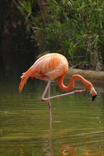 American flamingo (Phoenicopterus ruber) pink bird in pond