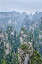 Famous tourist attraction of China, Zhangjiajie stone pillars cliff mountains in fog clouds at