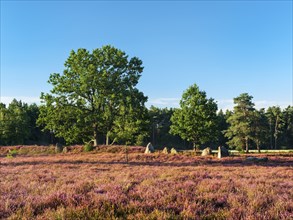 Typical heath landscape with flowering heather and megalithic tomb, Lüneburg Heath, Lower Saxony,