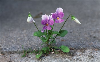 Common pansy (Viola tricolor), Pansy