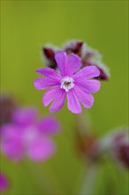 Red campion, Dingdener Heide nature reserve, North Rhine-Westphalia, Germany, Europe