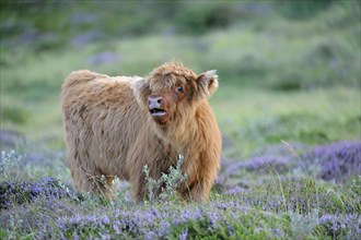 Scottish Highland Cattle, Calf, De Bollekamer Nature Reserve, Island of Texel, North Holland,