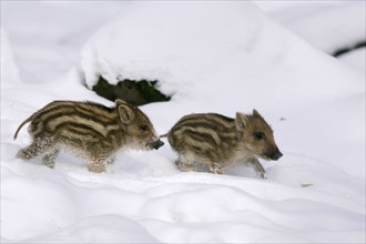 Wild Boars (Sus scrofa), piglets, pig