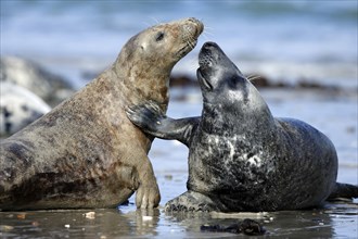 Grey Seals (Halichoerus grypus), Heligoland, Schleswig-Holstein, Germany, Europe