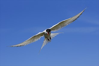 Arctic Tern (Sterna paradisaea), Farne Islands, Great Britain