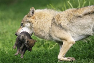 Gray wolf (Canis lupus) with young