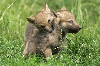 Wolves, cubs (Canis lupus), cub