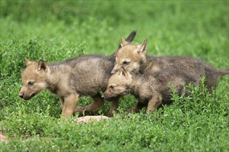 Wolves, cubs (Canis lupus), cub