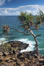 Coastal walk in Noosa heads with mangrove tree, holiday, travel, coast, ocean, sea, east coast,