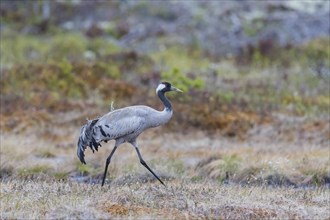 Common crane (Grus grus), striding, Värmland, Sweden, Europe