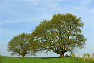 English oak, Lower Rhine, North Rhine-Westphalia, Germany, Europe