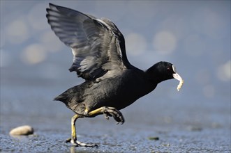 Coot (Fulica atra) on ice, side