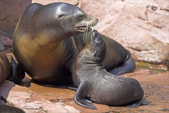 Californian Sea Lion with young (Zalophus californianus)