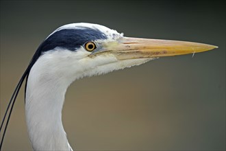 Grey heron (Ardea cinerea), heron, profile, lateral