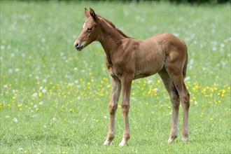 English thoroughbred, foal, lateral