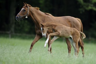 English thoroughbred, mare with foal