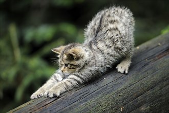 Young European Wild Cat (Felis silvestris)