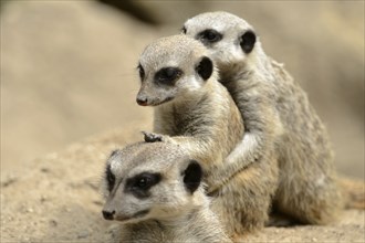 Meerkats (Suricata suricatta)