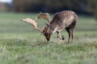 Fallow deer (Dama dama), male, in rut