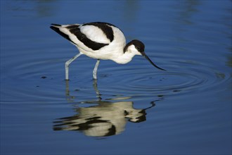 Avocet, Black capped avocet (Recurvirostra avosetta), lateral, Netherlands