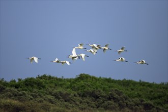 Spoonbill, Eurasian spoonbill (Platalea leucorodia), Netherlands