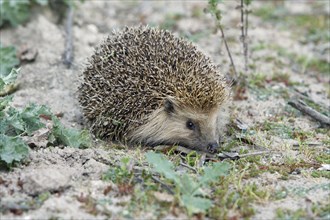 European Hedgehog (Erinaceus europaeus), Portugal, Europe