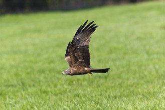 Black kite (Milvus migrans), Milan, adjustable, lateral, Lower Saxony, Germany, Europe