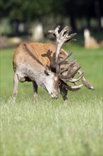 Red Deer (Cervus elaphus), stag scratching velvet on antlers