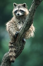 Raccoon (Procyon lotor)