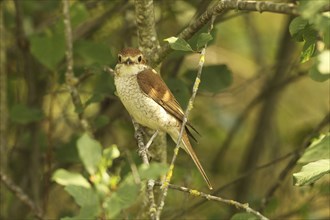 Red-backed Shrike (Lanius collurio) Female sitting in bushes, Allgäu, Bavaria, Germany, Europe