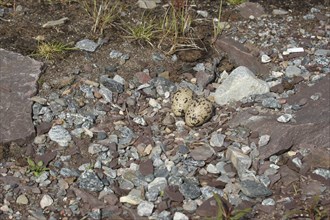 Eurasian oystercatcher (Haematopus ostralegus) Clutch between stones on the lakeshore, Northern