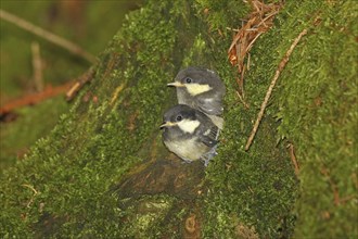 Coal Tit (Periparus ater) Young birds a few minutes in front of fledging from the breeding cavity