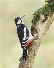 Great spotted woodpecker (Dendrocopos major), male, sitting on a branch overgrown with moss,