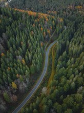 Road through the autumn forest, Black Forest, Germany, Europe