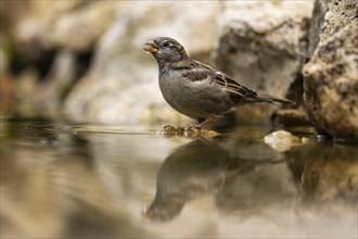 House sparrow (Passer domesticus) at a drinking trough, wildlife, Germany, Europe