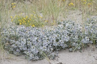 Sea holly (Eryngium maritimum), Terschelling, Netherlands