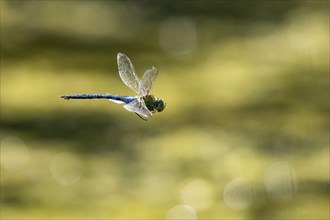 Emperor dragonfly (Anax imperator) in flight, Hesse, Germany, Europe