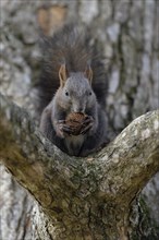 Eurasian red squirrel (Sciurus vulgaris), black morph sitting on branch and gnawing on a nut,