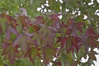 Amber tree (Liquidambar styraciflu) in autumn foliage, Lower Saxony, Germany, Europe