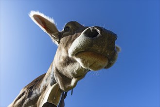 Allgäuer Braunvieh (Bos primigenius taurus), Allgäu, Bavaria, Germany, Europe