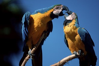 Blue-and-Yellow Macaws, pair, Blue-and-Gold Macaw (Ara ararauna)